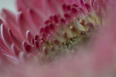 Macro shot of pink flower