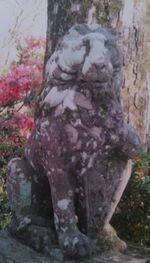 Close-up of tree trunk