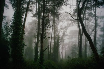 Trees in forest against sky