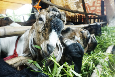 Close-up of goat