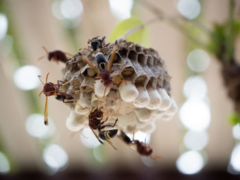 Close-up of insect on flower