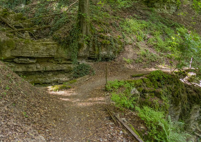 Footpath amidst trees in forest