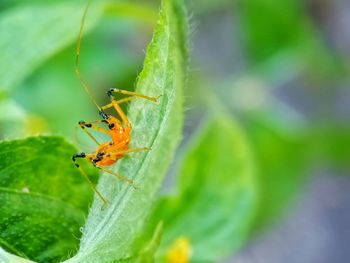 Close-up of insect on leaf