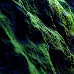 Close-up of moss on rock