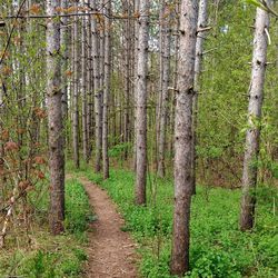 Trees in forest