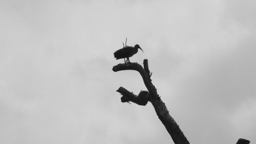 Low angle view of bird perching against sky