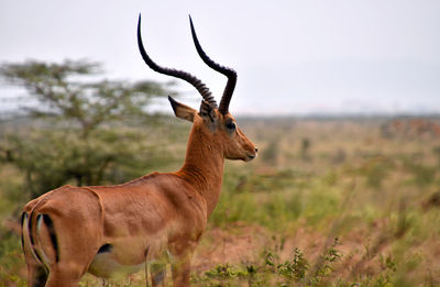 Giraffe standing on field against sky