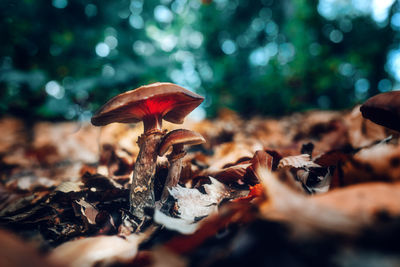 Close-up of mushroom growing on field