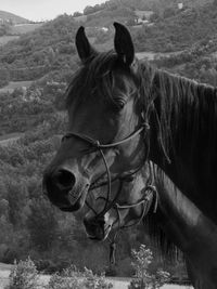 Close-up of horse on field