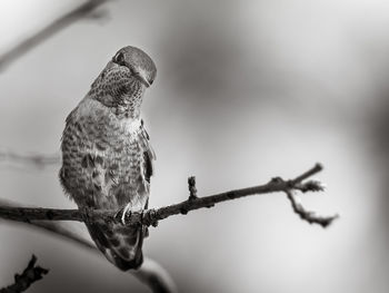 Close-up of bird perching on branch