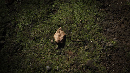 High angle view of cat walking on field