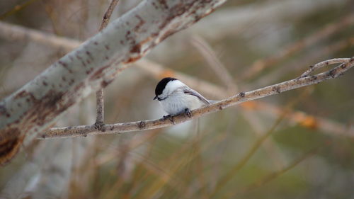 Bird perching on branch