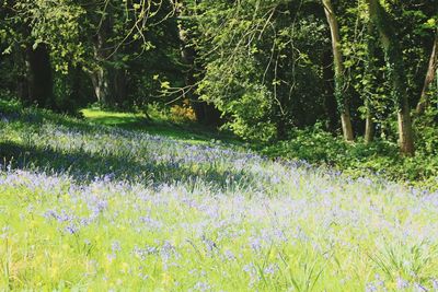 Scenic view of flowering trees in forest