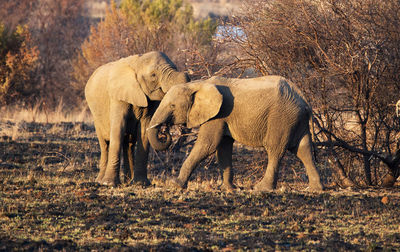 Elephant walking in a forest