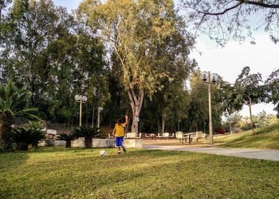 Trees in park