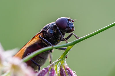 Close-up of insect on leaf