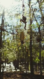 Close-up of spider on web