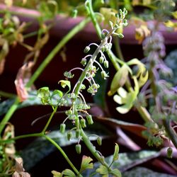 Close-up of fresh green plant