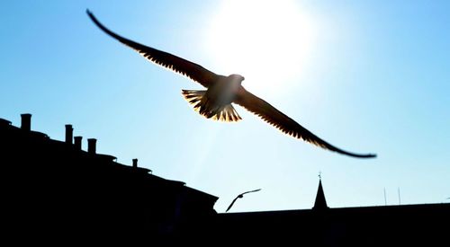 Low angle view of birds flying in sky