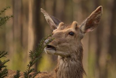 Close-up of doe in forest