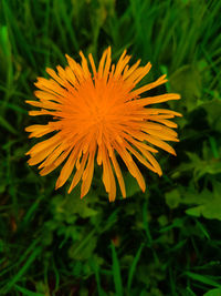 Close-up of yellow flower blooming outdoors