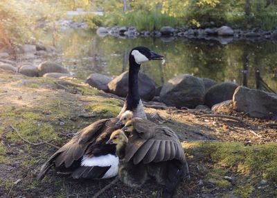 Bird on riverbank