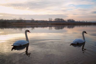 Swans swimming in lake