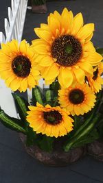 Close-up of sunflowers on sunflower