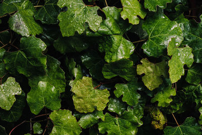Full frame shot of fresh green leaves