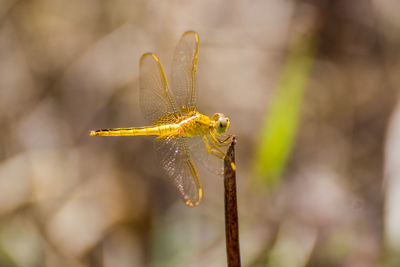 Close-up of dragonfly