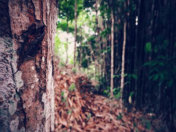 Close-up of tree trunk in forest