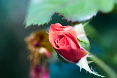 Close-up of pink rose blooming outdoors