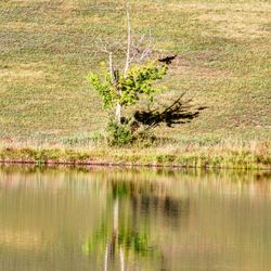 Scenic view of lake