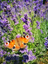 Close-up of butterfly pollinating on purple flowers