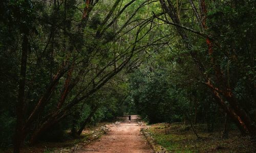 Footpath amidst trees in forest