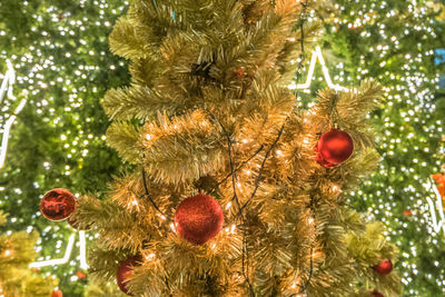 Close-up of christmas tree