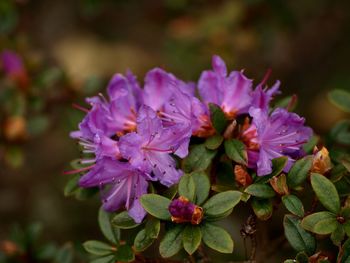 Close-up of pink flowering plant