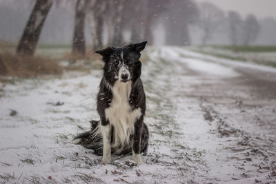 Close-up of dog on field