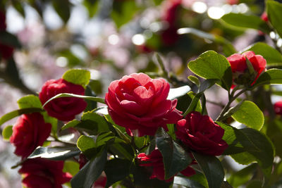 Close-up of rose plant