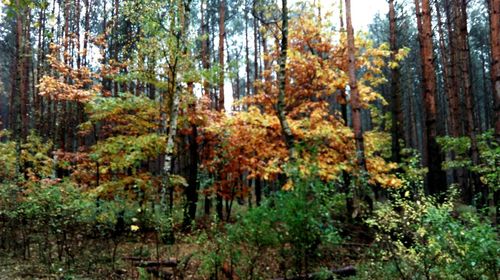 View of trees in the forest