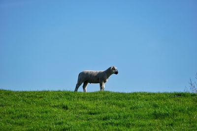 Sheep on field against clear blue sky