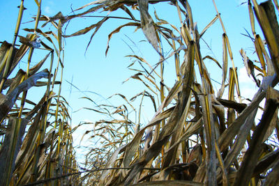 Low angle view of plants against clear blue sky