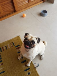 High angle portrait of dog sitting at home