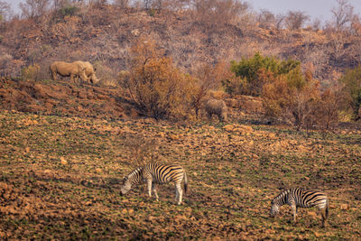 View of a sheep