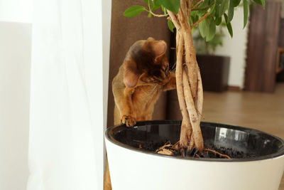 An abyssinian cat looking for something in the flowerpot