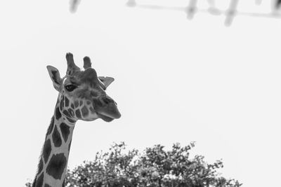 Portrait of giraffe against clear sky