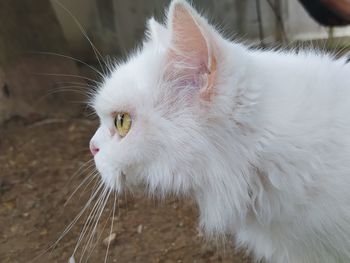 Close-up of cat