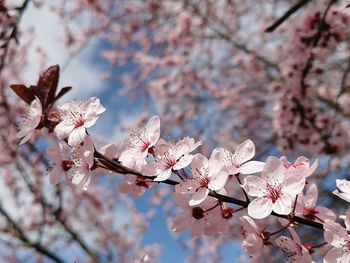 Low angle view of cherry blossoms in spring