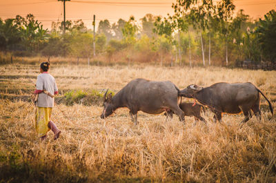 Full length of woman with buffaloes walking on field