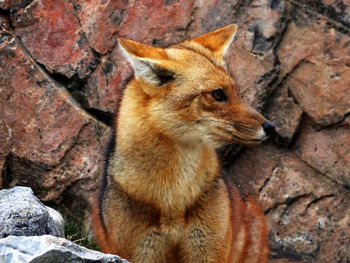 Close-up of cat sitting on rock